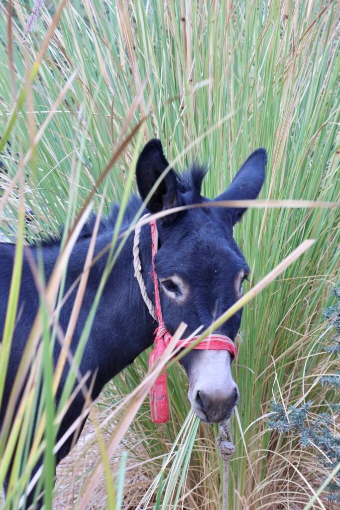 saoedi arabië 2025 11 06 (138)